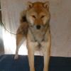 Kimi's sire, Iori