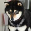 Kimi's littermate Moscato in Italy.