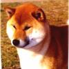 GCH Musashi Go Soushuu Choumonsou. Musashi or Moose appears on both sides of Kimi's pedigree, so we refer to her as a double Musashi .
