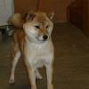 Puna Hauoli Shiba, she is the mother to Little Ilio, Kimi's Grandmother on the sire side.
