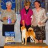 Kimi - Silverstate Kennel Club