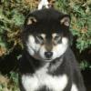 CH Kurokoma Go Fuji Hachimansou. This is Grandpa Ilio on the Sires side.

