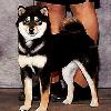 CH Morningstar Te'A Chousei Sou, this is Kimi's mother at 1 year. She finished in 3 weekends.

