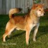 Kimi's sire Iori AKA Little Illio.