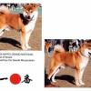 Takechiyo Go Sanuki Mizumotoso - This is Kimi's Great Grand Sire on Fathers side. He was the 2008 NIPPO Grand National Winnder in Japan.

