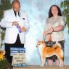 Kimi Best of Breed