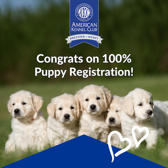 100% AKC Puppy Registrations at Shomaisou Shiba Inu